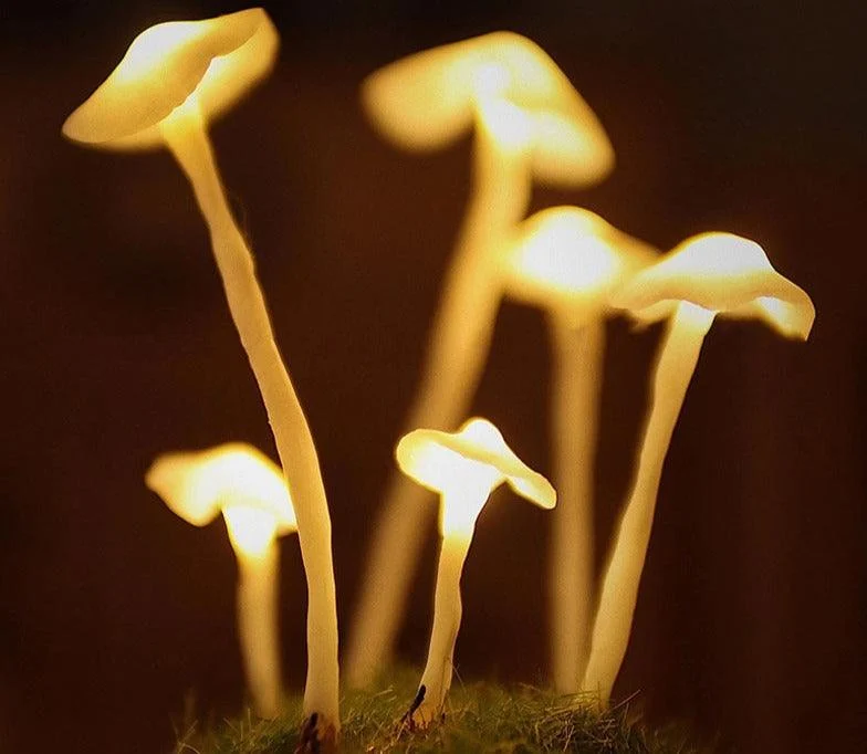 Handcrafted Mushroom Lamp DIY Kit -