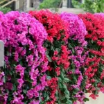 HangFlowers_-_Realistic_hanging_plants_violets_-_-_tag1_-4268657 HangFlowers Realistic hanging plants violets tag1