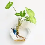 HangingGlassPlanterTerrarium-Homeko2 HangingGlassPlanterTerrarium Homeko2