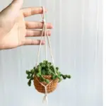 Hanging Crochet Plants