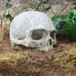 HeadBoneSkullOrnament Homeko2