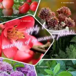 Home Gardening Universal Slow Release Tablet Organic Fertilizer tag1