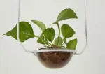 Homeko Planter Pendant Lights