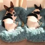 Homeko Calming Dog Cat Bed