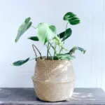 Homeko Flower Planter Storage Baskets