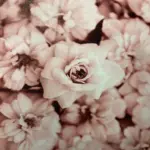 Homeko Peonies Wall Art