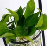 Homeko Planter Lamp