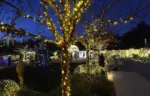 Homeko Solar Powered String Lights