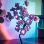 HomoraFairyRose3