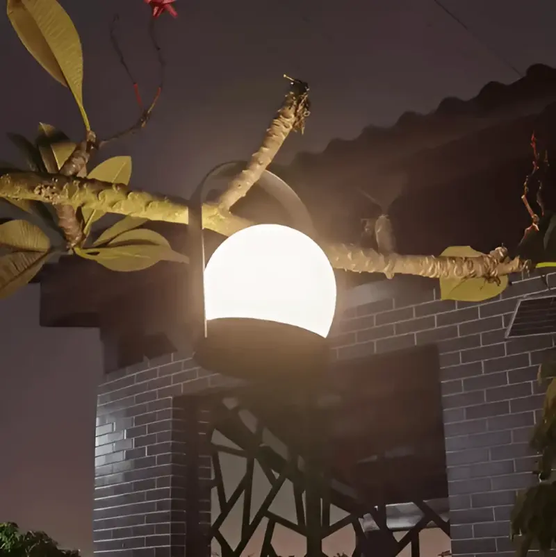HomoraOrbitaLED7