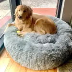 HomoraPawsBed10