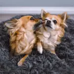 HomoraPawsBed11