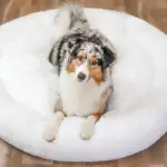 HomoraPawsBed3