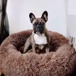 HomoraPawsBed4