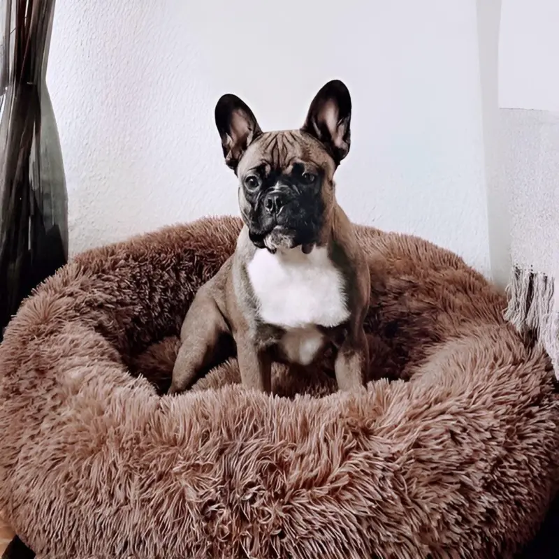 HomoraPawsBed4