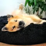HomoraPawsBed5