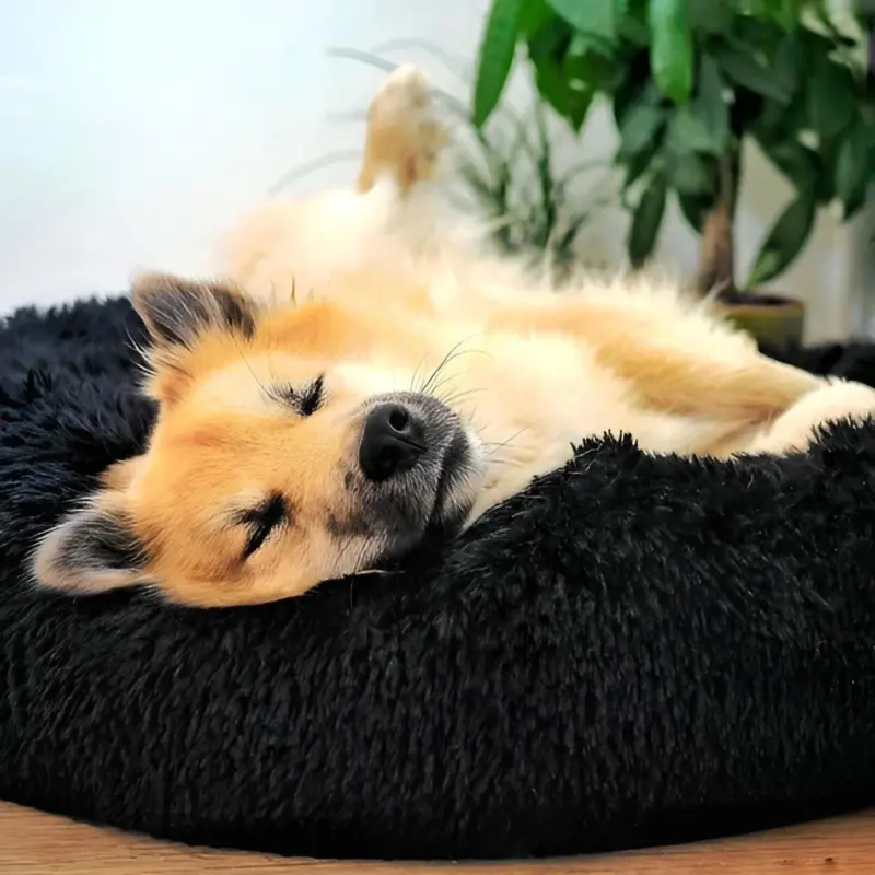 HomoraPawsBed5