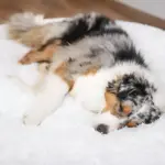 HomoraPawsBed8