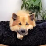 HomoraPawsBed9