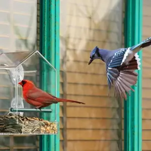 TrayHaven - Transparent Window Bird Feeder with Suction Cup Stability