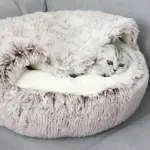 HomoraWarmPaws6 HomoraWarmPaws6