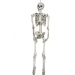 Horror Skull Bone Haunted House Chamber Layout tag1