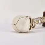 Horror_Skull_with_Spine_Lamp_-_-4297912 Horror Skull with Spine Lamp