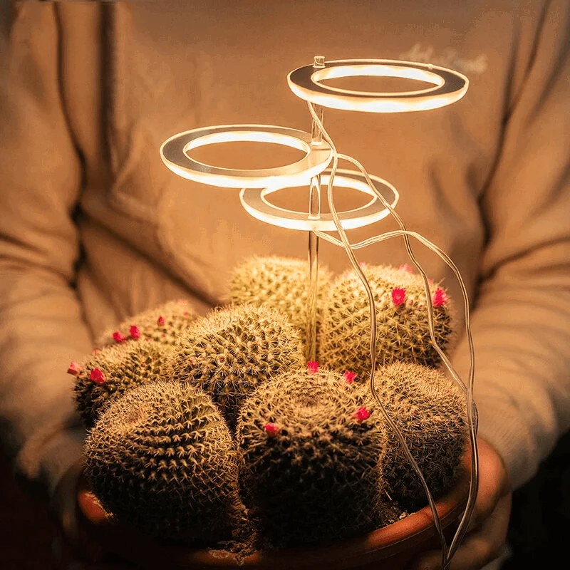 Houseplant Halo -