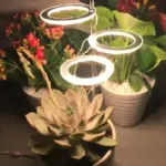 Houseplant Halo