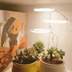 Houseplant Halo