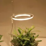 Houseplant Halo