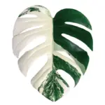 Houseplant Phone Socket