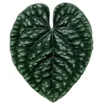 Houseplant Phone Socket