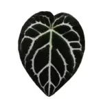 Houseplant Phone Socket