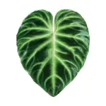 Houseplant Phone Socket