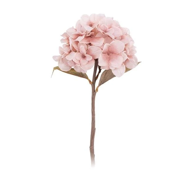 Hydrangea -  - #tag1#