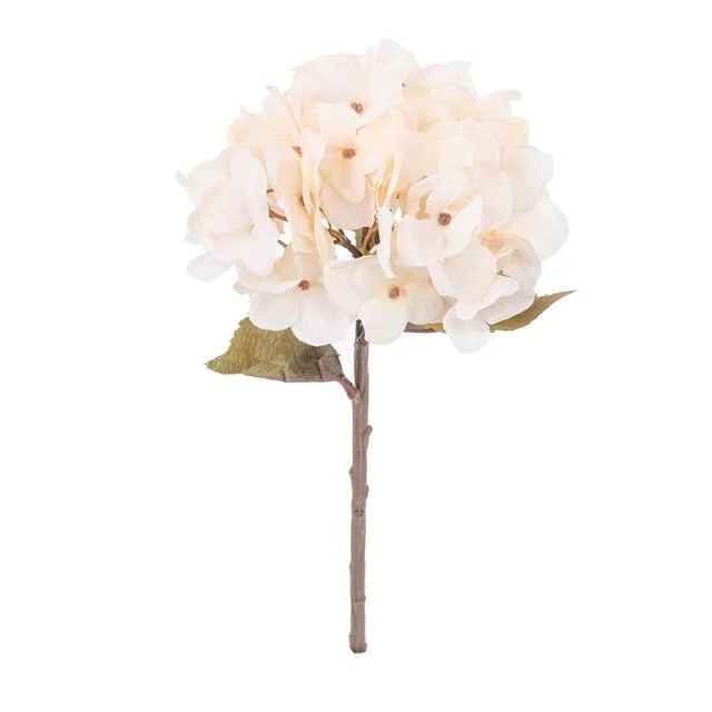 Hydrangea -  - #tag1#