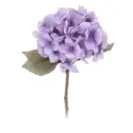Hydrangea tag1