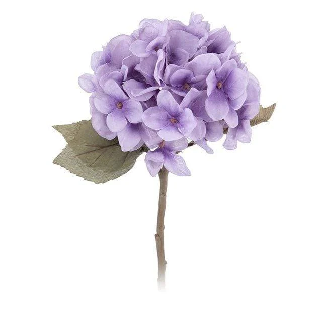 Hydrangea -  - #tag1#