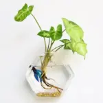 Hydroponic_Glass_Pot_-_-_tag1_-4275767 Hydroponic Glass Pot tag1