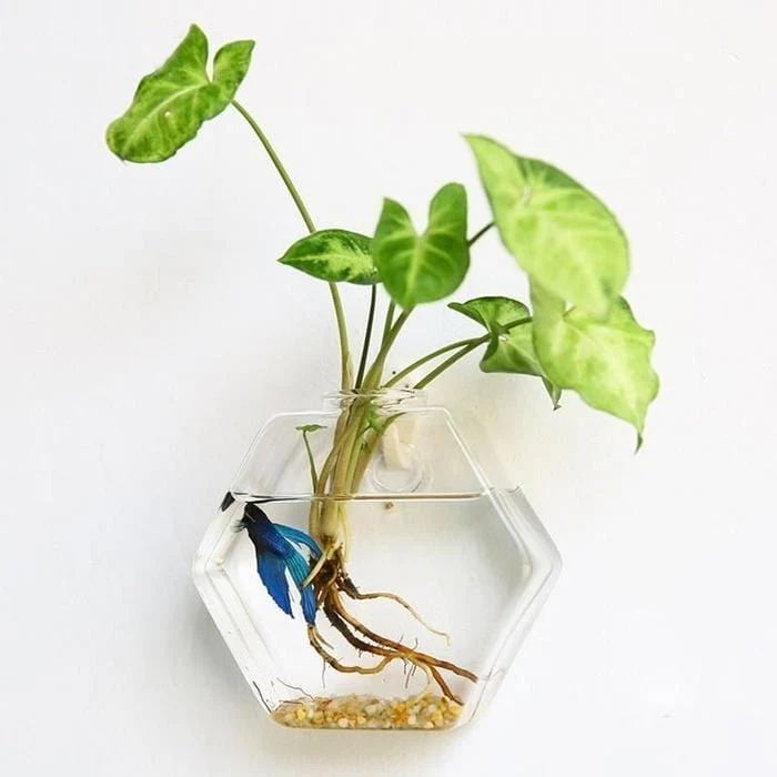 Hydroponic Glass Pot -  - #tag1#