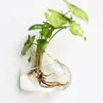 Hydroponic_Glass_Pot_-_-_tag1_-4275772 Hydroponic Glass Pot tag1