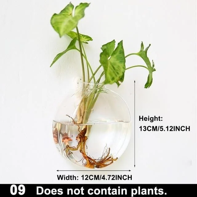 Hydroponic Glass Pot -  - #tag1#