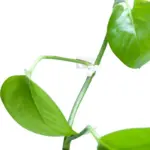 Invisible_Wall_Rattan_Clips_-_-_tag1_-4278969 Invisible Wall Rattan Clips tag1