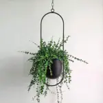 Iron_Hanging_Planters_-_-4302504 Iron Hanging Planters