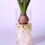 Jency_Vase_-_-4308402 Jency Vase