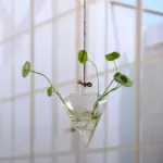 Jing-HydroponicHangingFlowerPot-Homeko10 Jing HydroponicHangingFlowerPot Homeko10