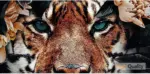 JunglePredators Homeko4