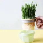 Kitty Grass Cup