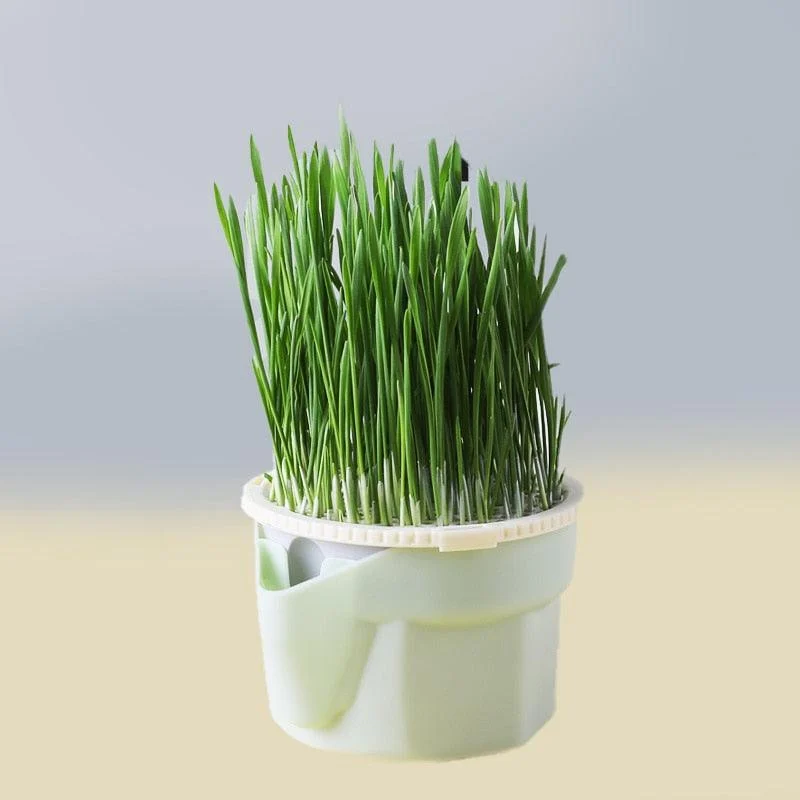 Kitty Grass Cup -